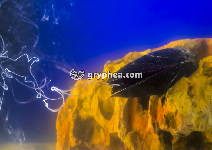 Moule - Emission des produits génitaux pour un individu mâle - gryphea.com